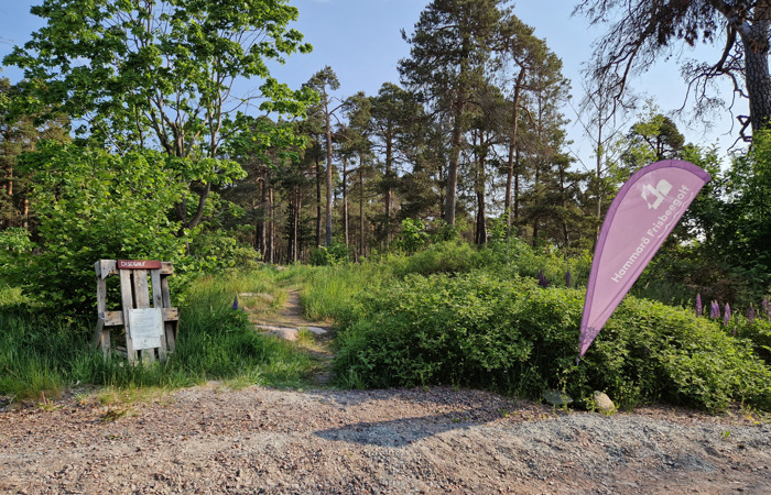 En skog med en stig.