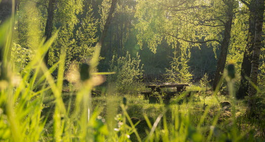 I förgrunden solljus genom grässtrån. I bakgrunden en bänk med bord i grönska.