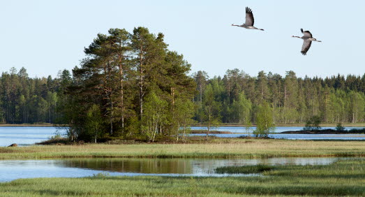 Våtmark med en ö av träd i mitten. Två tranor flyger över vattnet.